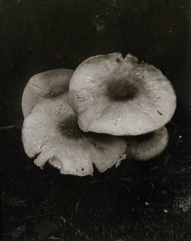 Mushrooms, Prairie Creek